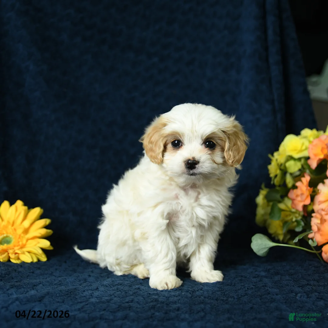 Mixed Breed dogs for sale: Layla - Ad 5