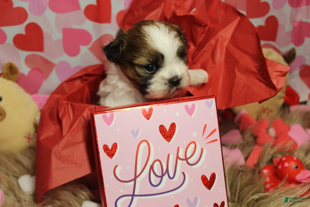 Shih Tzu dogs for sale: CJ - Ad 5