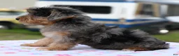 Yorkiepoo dogs for sale: Sapphire blue eyes  - Ad 8