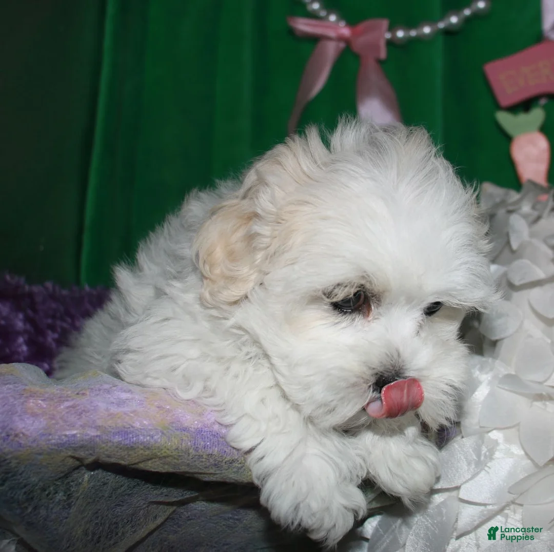 Shihpoo dogs for sale: Ariel - Ad 7