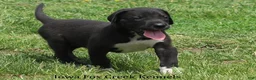 Great Dane dogs for sale: Mitzi - Ad 9