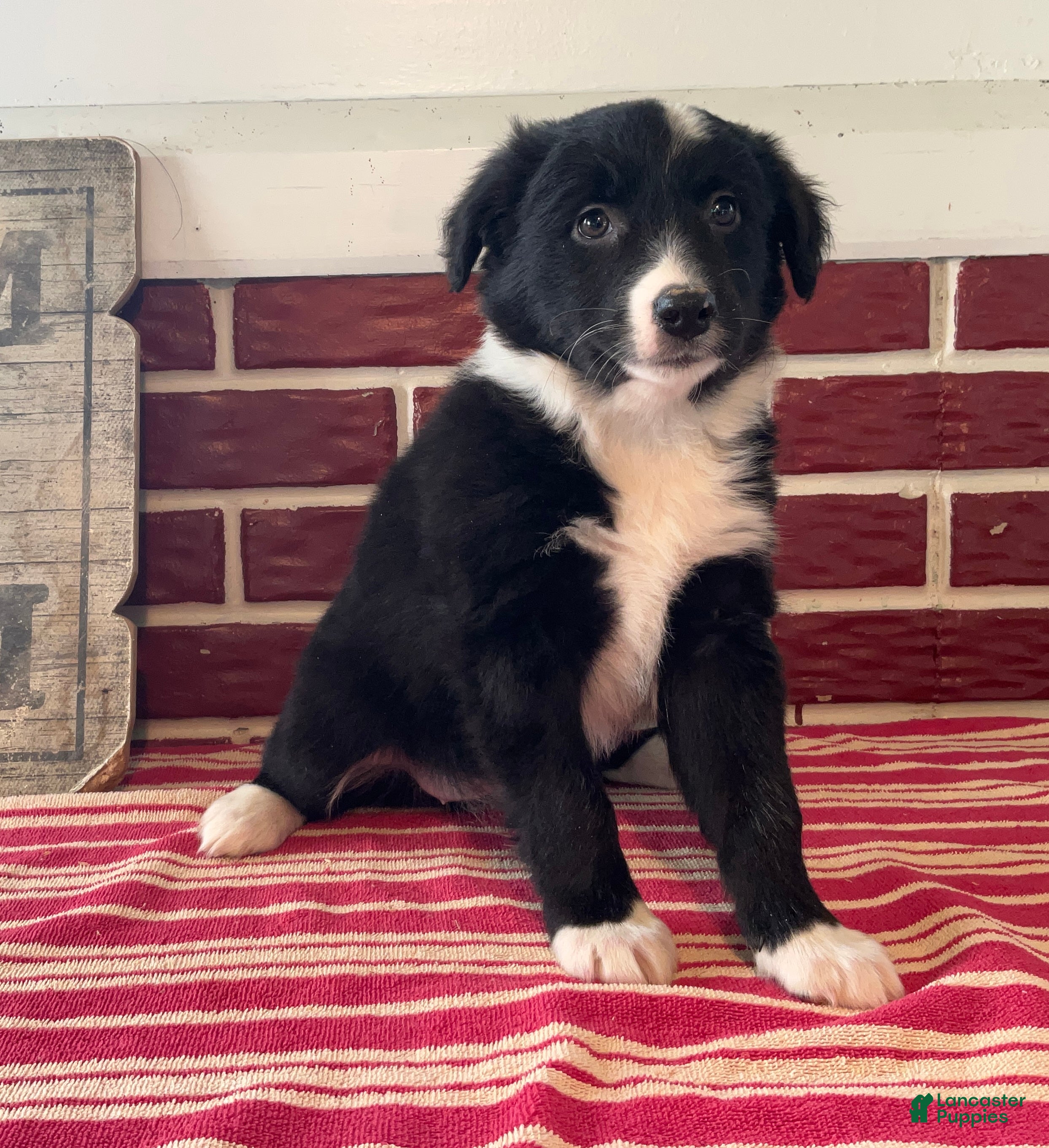 Mixed Breed dogs Fannie - Ad 40