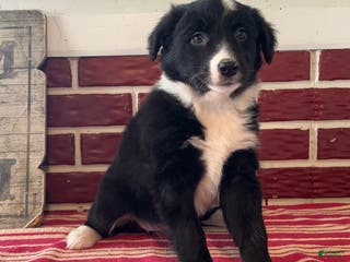 Mixed Breed dogs Fannie - Ad 37