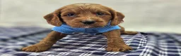 Cavapoo dogs for sale: Iceberg - Ad 20