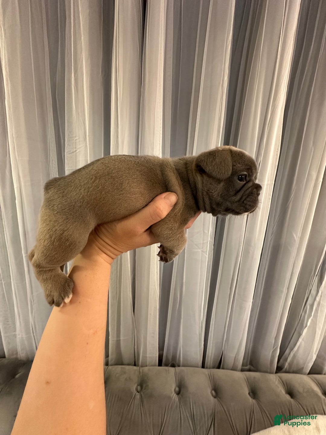 French Bulldog dogs for sale: Georgio - Ad 7