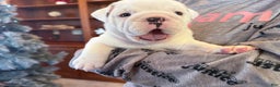 English Bulldog dogs for sale: Jasper - Ad 9