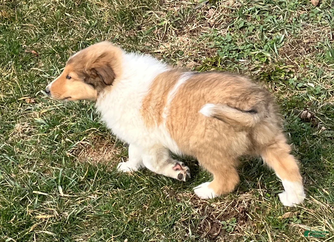 Collie dogs for sale: Bear - Ad 2