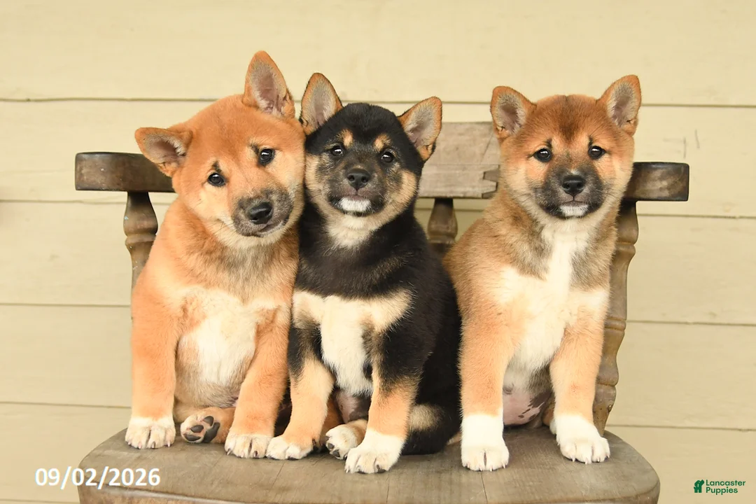 Shiba Inu dogs for sale: Leo - Ad 3