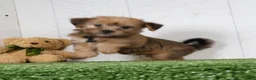Shorkie dogs for sale: Ike - Ad 5