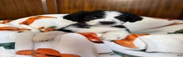 Aussiedoodle dogs for sale: Bluey (Blue) - Ad 3
