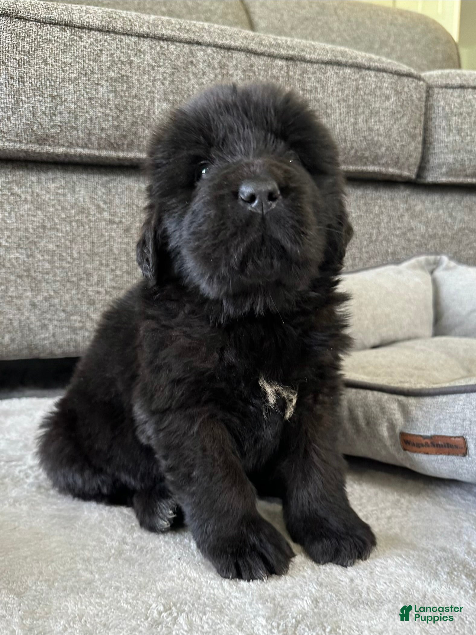 Newfoundland dogs for sale: “ Ella” OFA, CH, AKC  - Ad 1