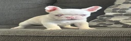 French Bulldog dogs for sale: Pinkey  - Ad 5