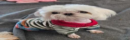 Maltese dogs for stud: Maltese Male for STUD SERVICE - Ad 4