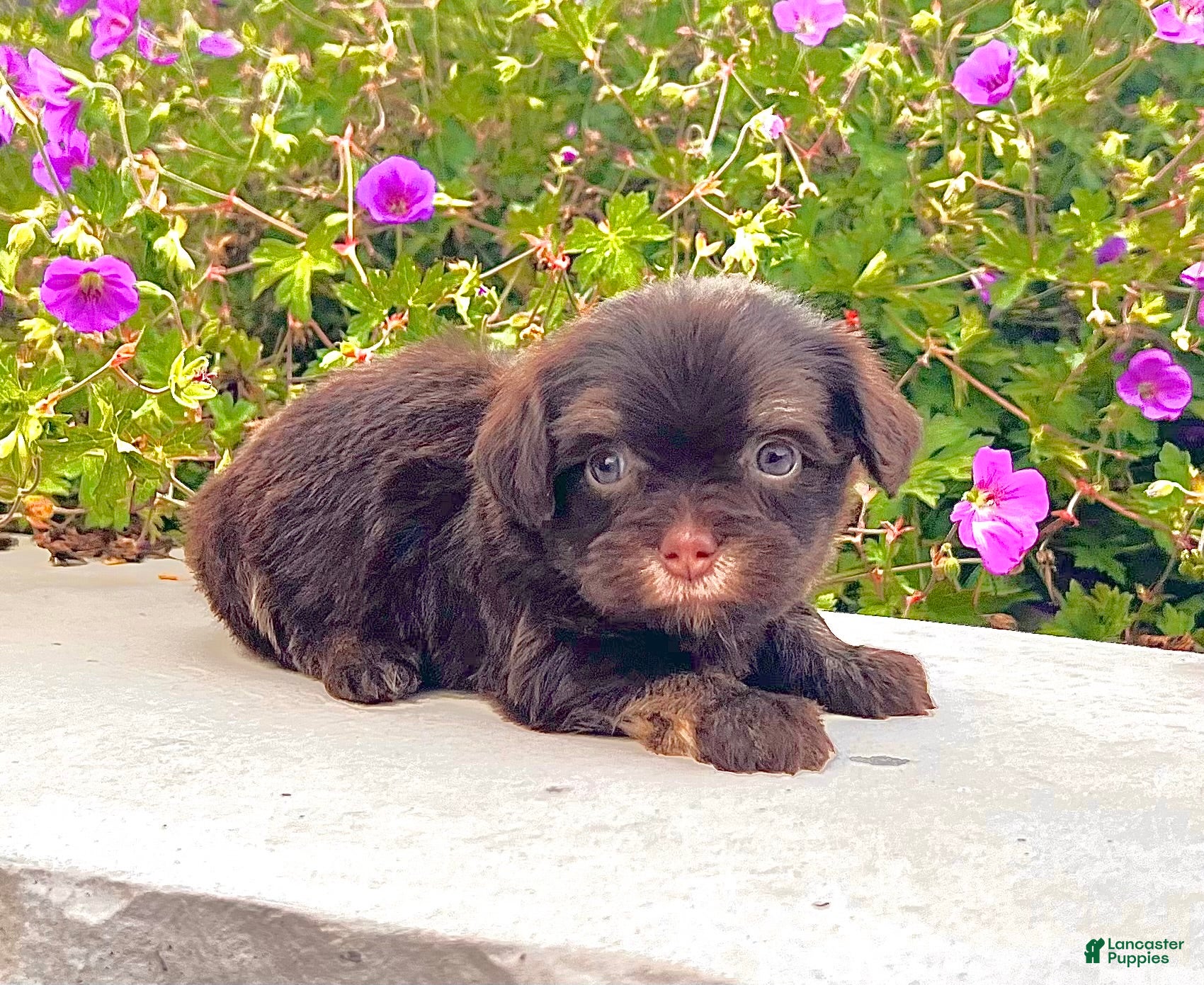 Havanese dogs Chloe - Ad 1