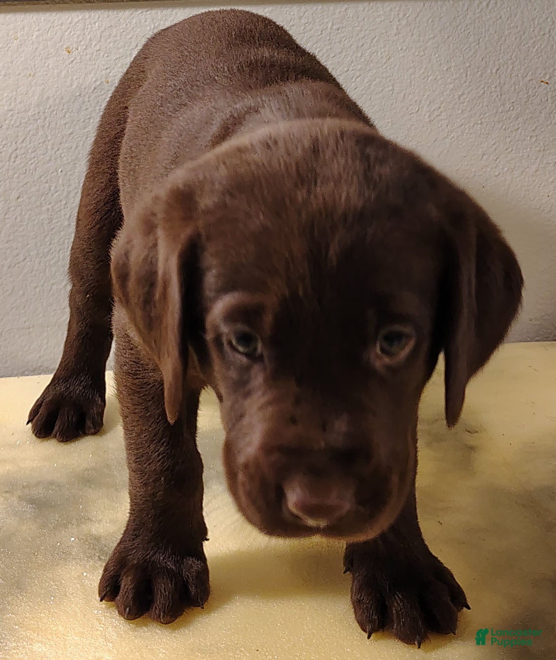 Labrador Retriever dogs Lilly - Ad 33
