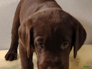 Labrador Retriever dogs Lilly - Ad 40
