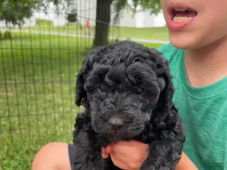 Miniature Poodle dogs for sale: Lucy - Ad 2