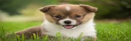Welsh Corgi Pembroke dogs for sale: Jessie - Ad 11
