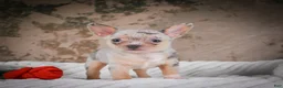 Chihuahua dogs for sale: Phillip - Ad 8