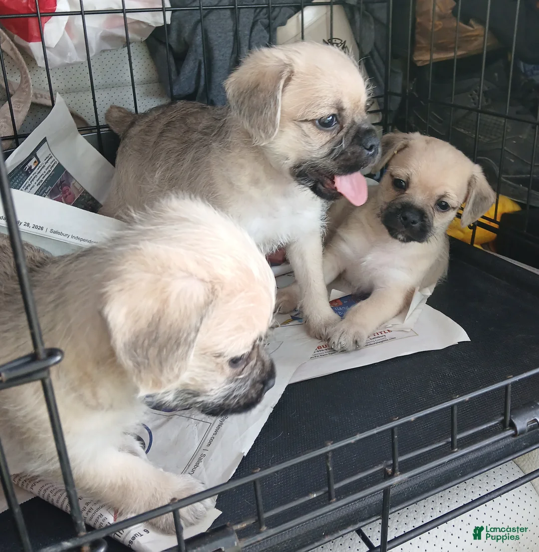 Pugapoo dogs for sale: Tesla - Ad 2