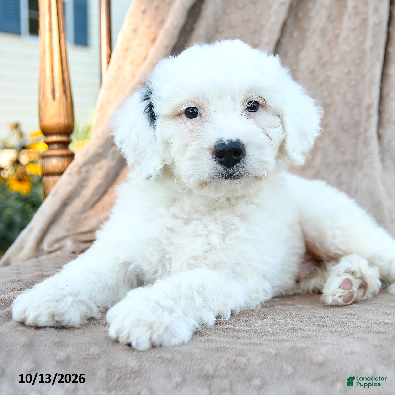 Mini Bernedoodle dogs for sale: Dash - Ad 2