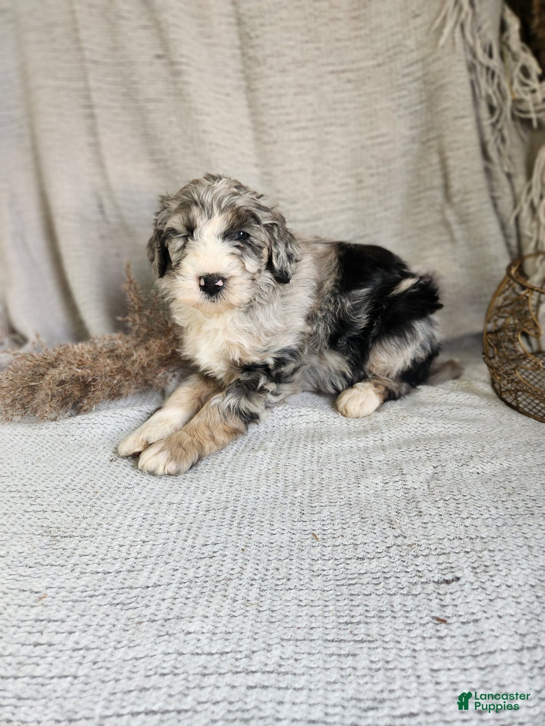 Bernedoodle dogs for sale: Lana - Ad 2