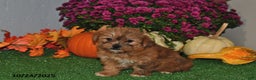 Shorkie dogs for sale: Sugar - Ad 1