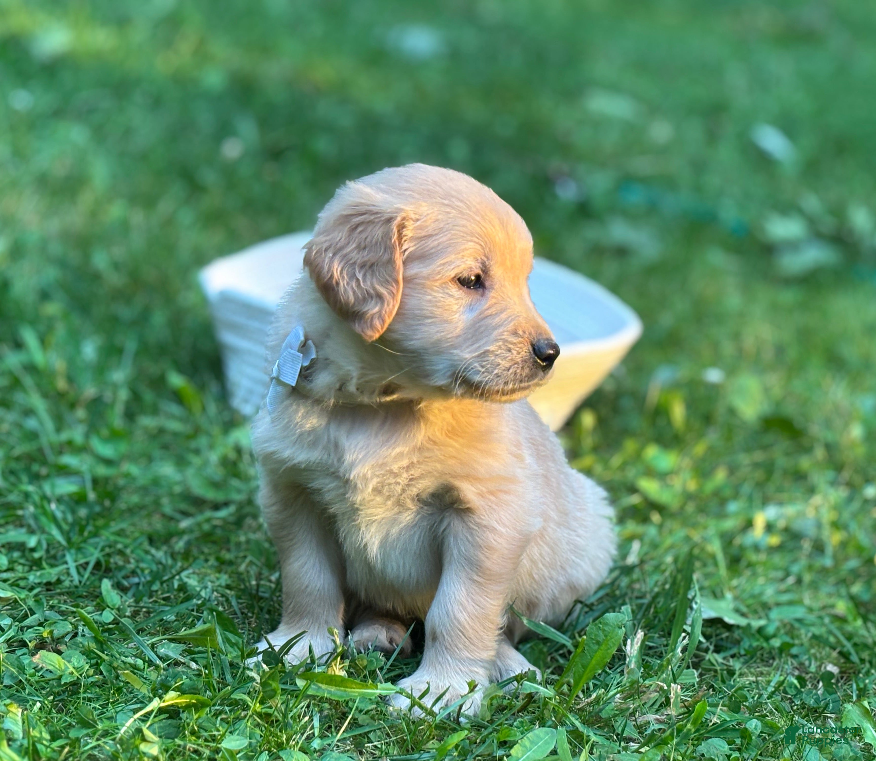 Golden Retriever dogs Casey - Ad 1