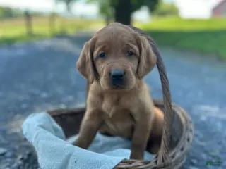 Mixed Breed dogs for sale: Bella - Ad 4