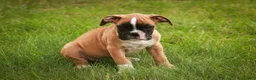 Boxer dogs for sale: Huck - Ad 2