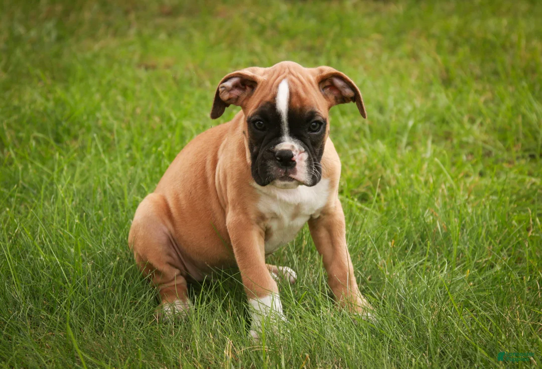 Boxer dogs for sale: Huck - Ad 2