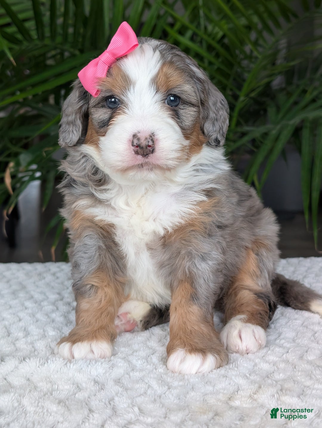 Mini Bernedoodle dogs for sale: Mini Allie  - Ad 20