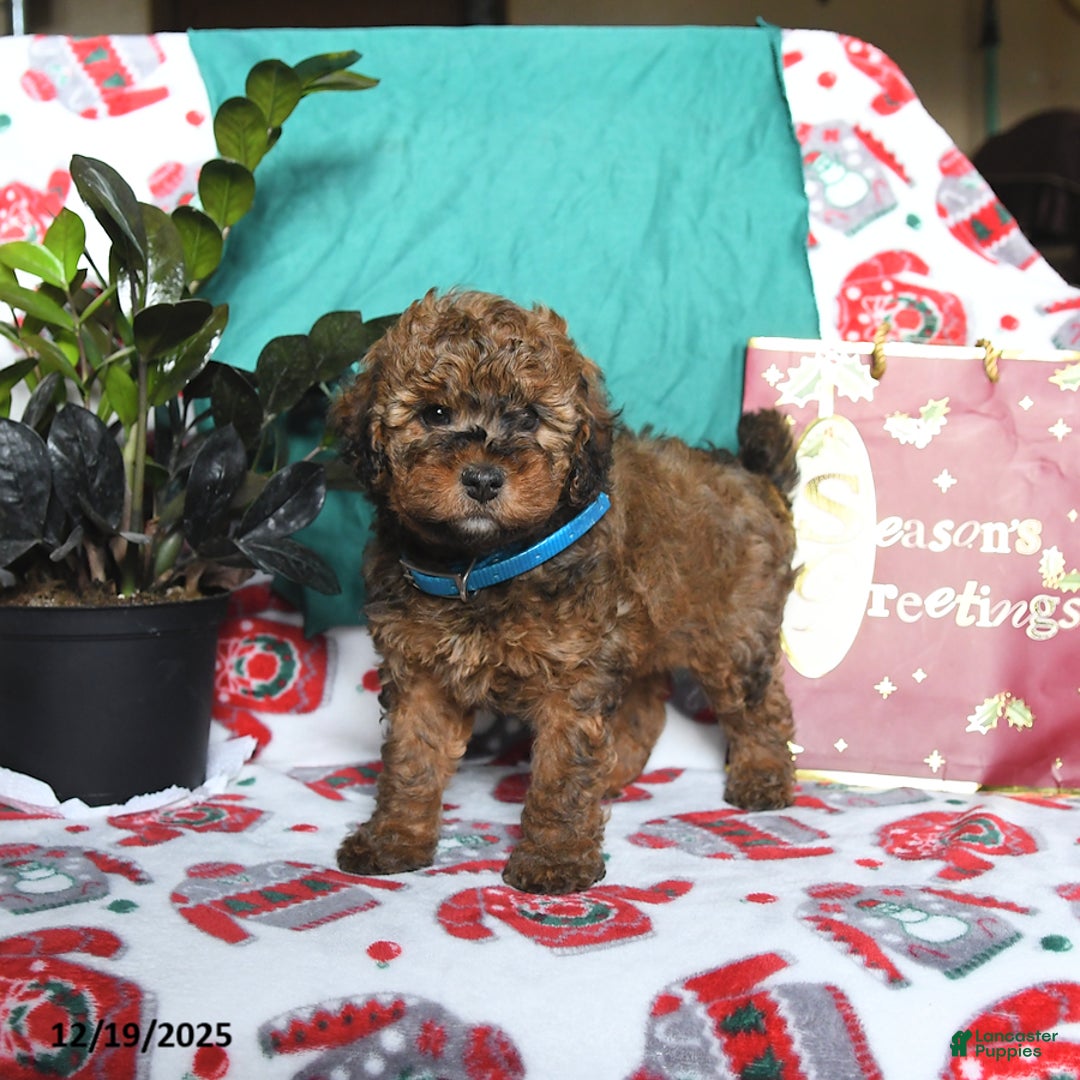 Cavapoo dogs for sale: Romeo - Ad 3