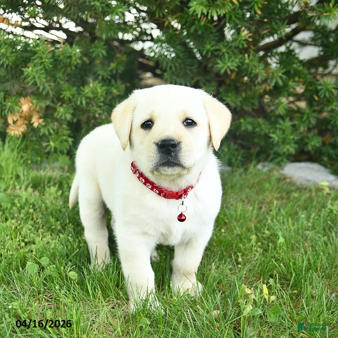 Labrador Retriever dogs for sale: Buster  - Ad 1