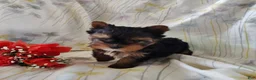 Yorkshire Terrier dogs for sale: Sasha - Ad 7
