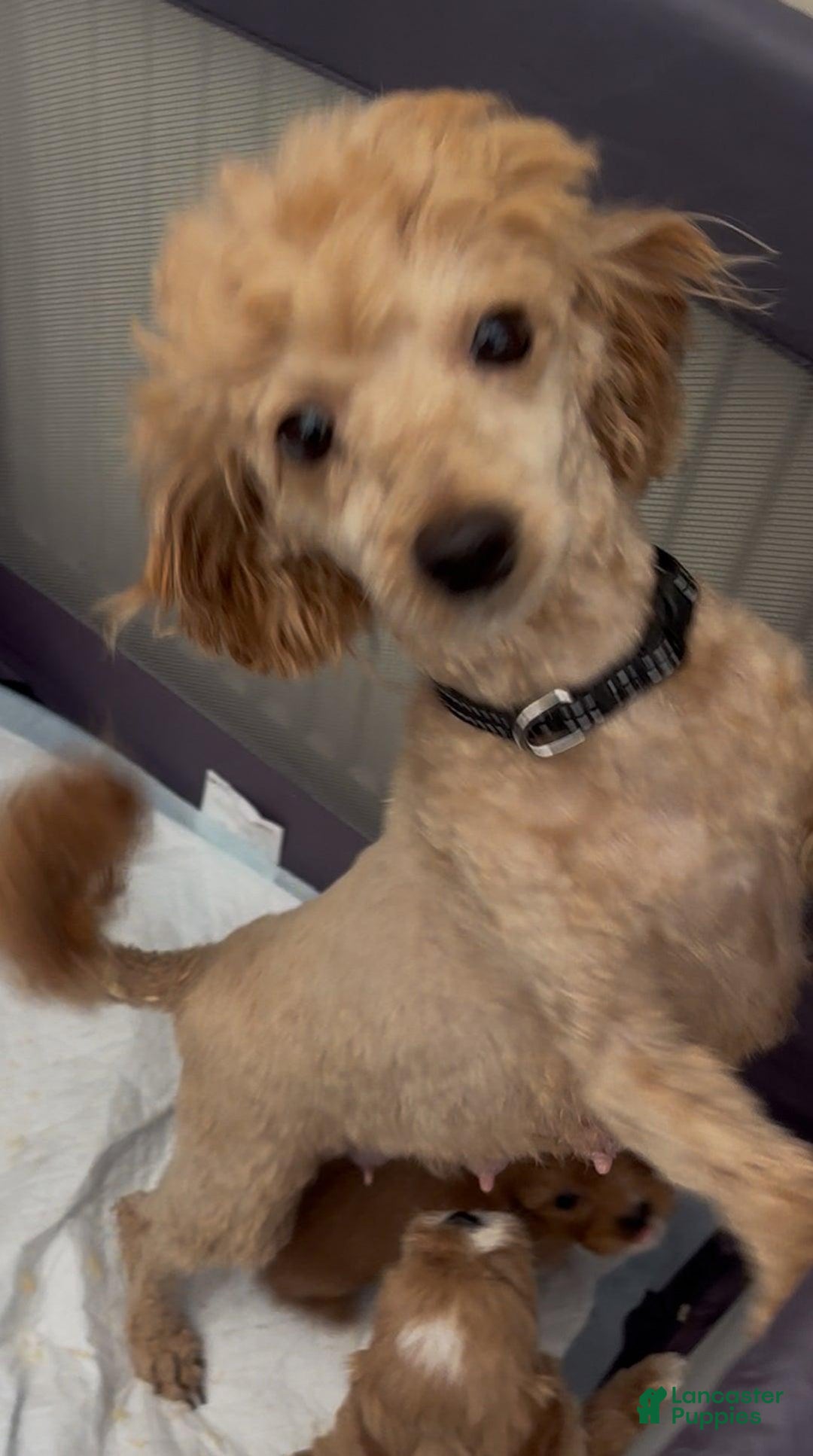 Cavapoo dogs for sale: Bill - Ad 2