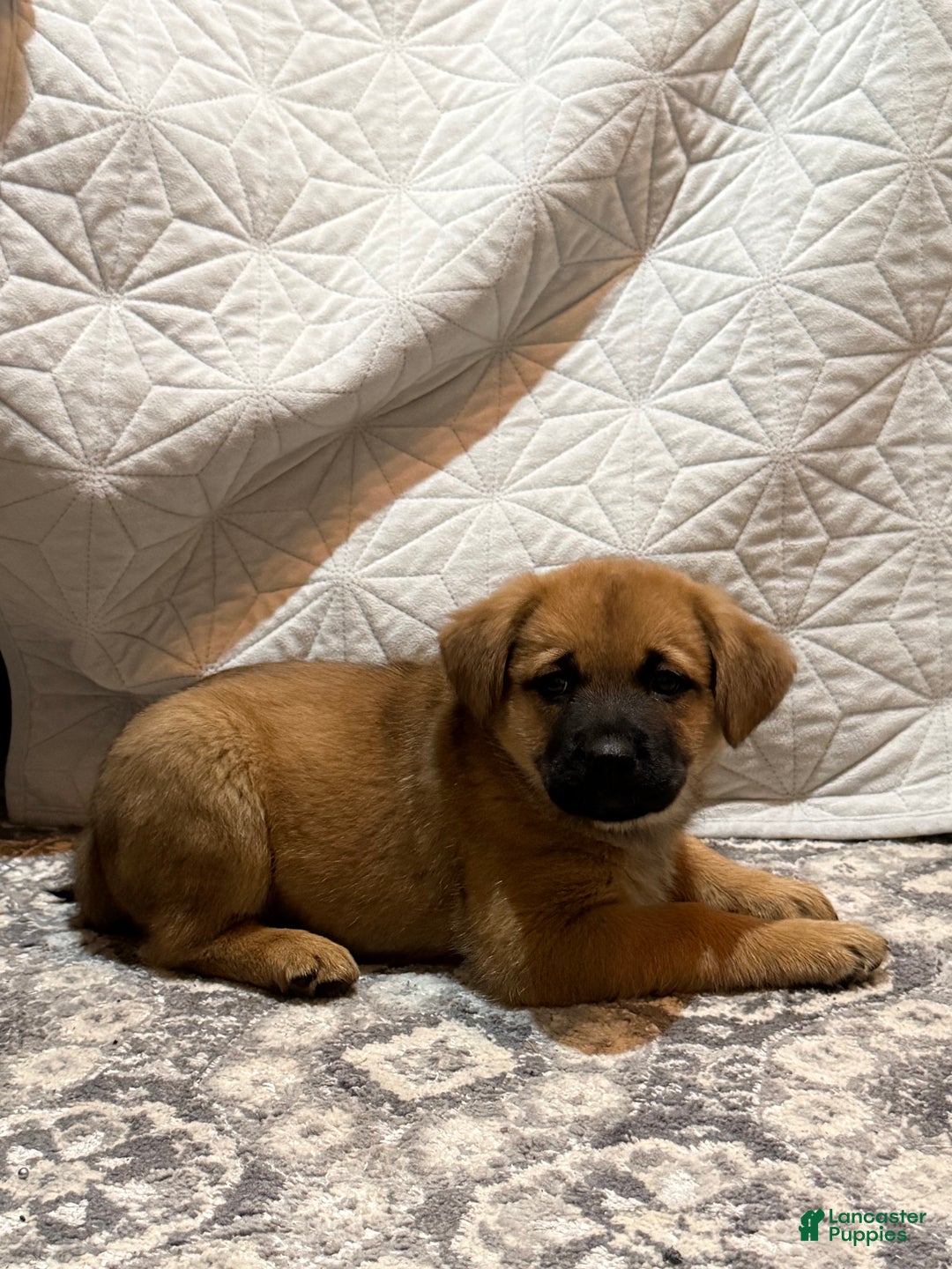 Mixed Breed dogs for sale: Mixed Breed Puppy 1 - Ad 1