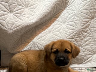 Mixed Breed dogs Mixed Breed Puppy 1 - Ad 12