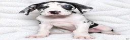 Great Dane dogs for sale: Makani - Ad 2