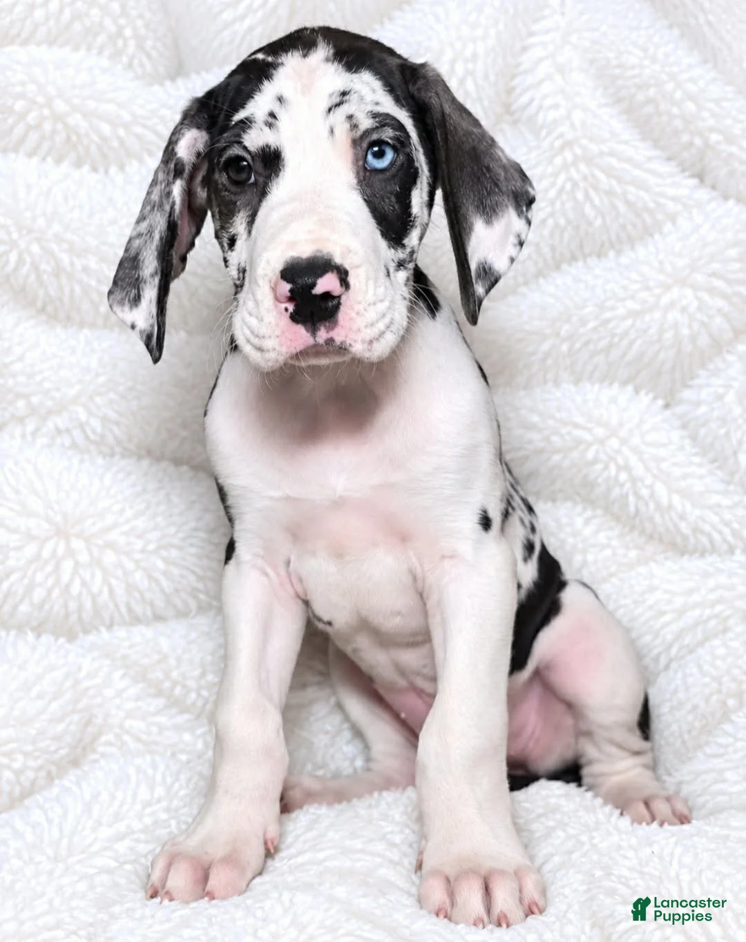 Great Dane dogs for sale: Makani - Ad 2