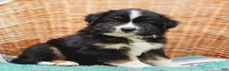 Miniature Australian Shepherd dogs for sale: Ranger - Ad 3