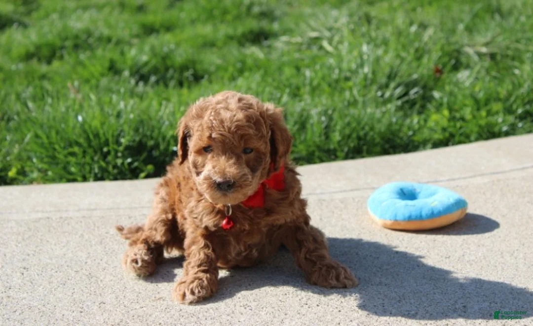 Bichpoo dogs for sale: Flynn  - Ad 1