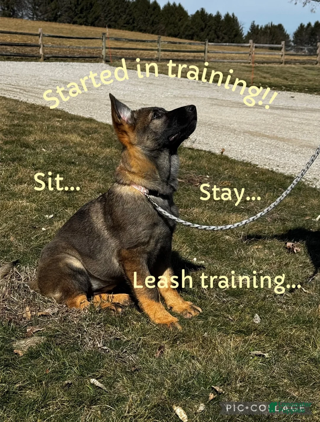 German Shepherd dogs for sale: Augusta - Ad 1