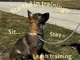 German Shepherd dogs for sale: Augusta - Ad 4