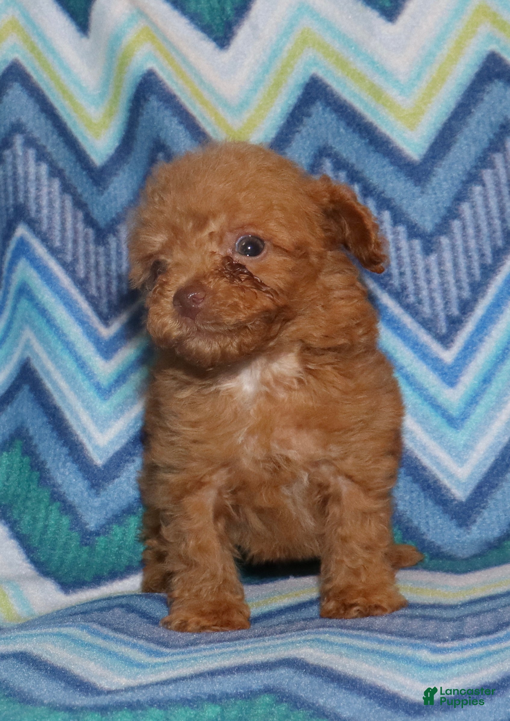 Toy Poodle dogs for sale: Double T Summer’s apricot male - Ad 5