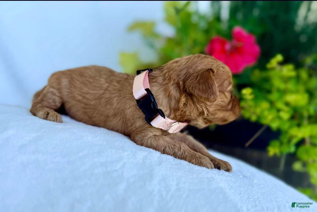 Cavapoo dogs Poppy - Ad 2