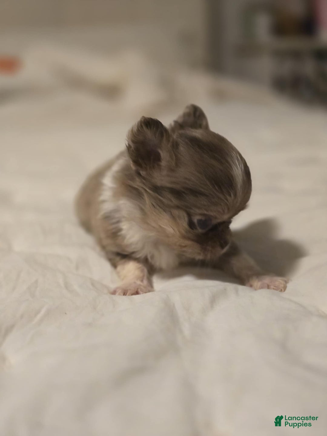 Chihuahua dogs for sale: Jazz - Ad 6