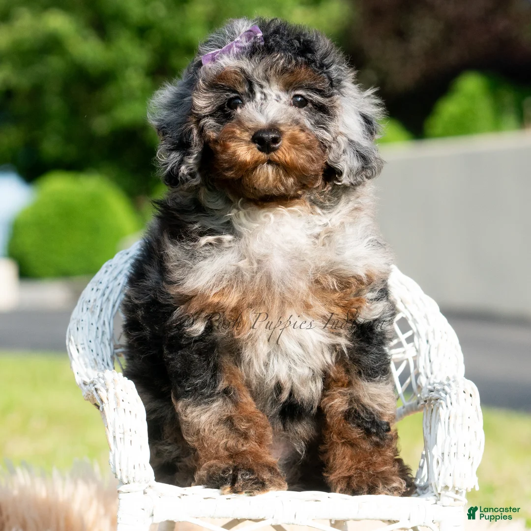 Toy Poodle dogs for sale: Sebastian - Ad 6