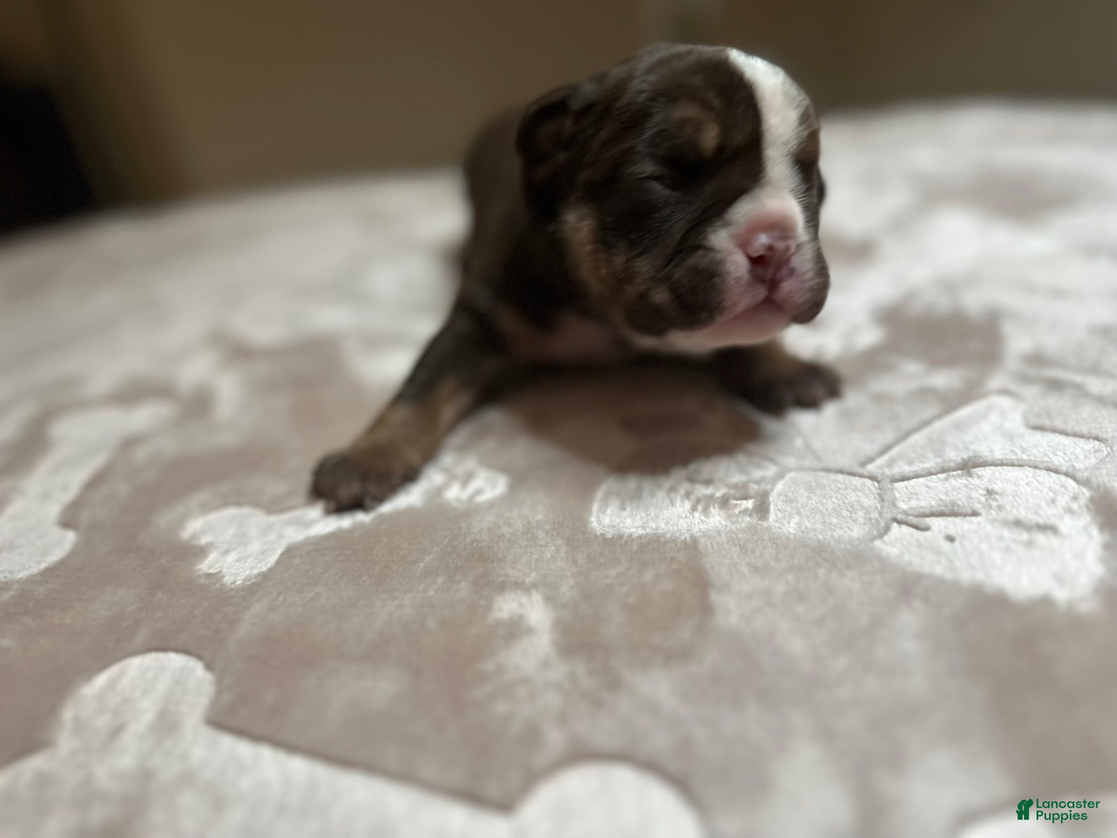 English Bulldog dogs Atlas  - Ad 1