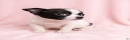 Mixed Breed dogs for sale: Penelope - Ad 2